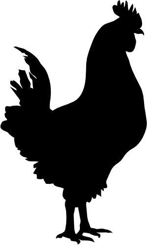(s003-01-D) Rooster Chicken