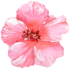 (407-02) Single Hibiscus Flower