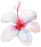 (407-02) Single Hibiscus Flower