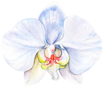 (407-02) Tropical Flowers