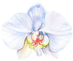 (407-02) White Orchids