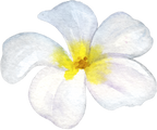 (407-02) Tropical Flowers