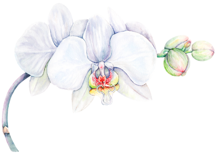 (407-02) Tropical Flowers