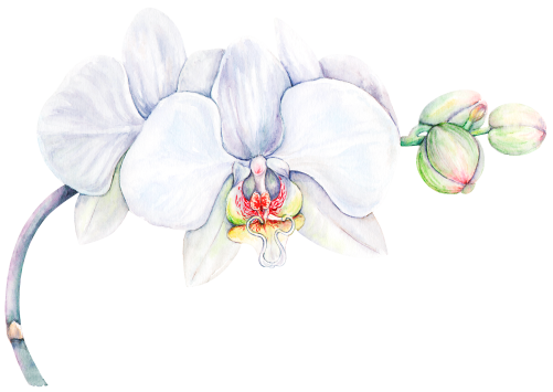 (407-02) White Orchids