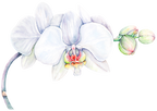 (407-02) White Orchids