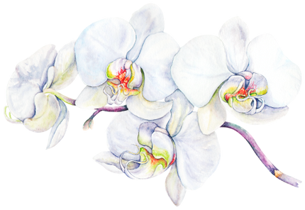 (407-02) Tropical Flowers