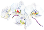 (407-02) White Orchids