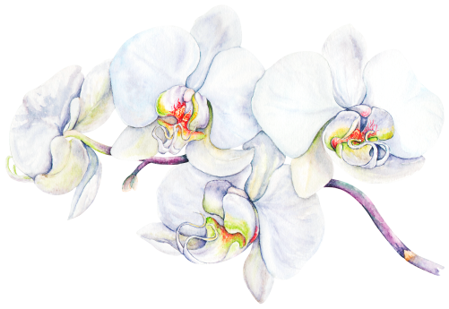 (407-02) White Orchids
