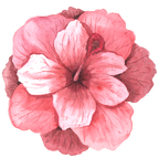 (407-02) Single Hibiscus Flower