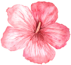 (407-02) Single Hibiscus Flower