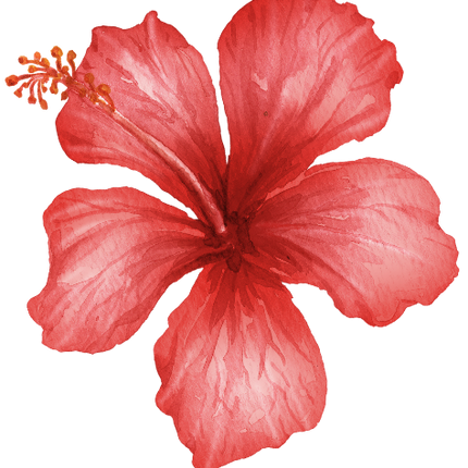 (407-02) Single Hibiscus Flower