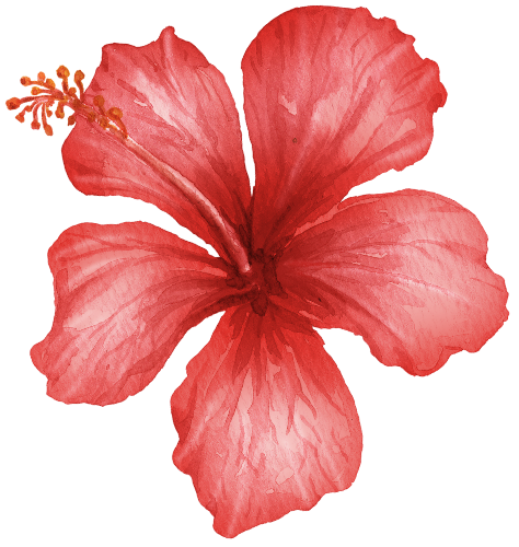 (407-02) Single Hibiscus Flower