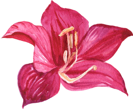 (407-02) Single Hibiscus Flower