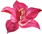 (407-02) Single Hibiscus Flower