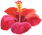 (407-02) Single Hibiscus Flower