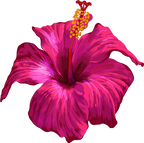 (407-02) Pink Hibiscus Flower