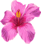 (407-02) Pink Hibiscus Flower
