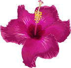 (407-02) Pink Hibiscus Flower