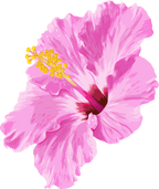 (407-02) Pink Hibiscus Flower