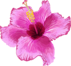 (407-02) Pink Hibiscus Flower