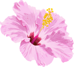 (407-02) Pink Hibiscus Flower