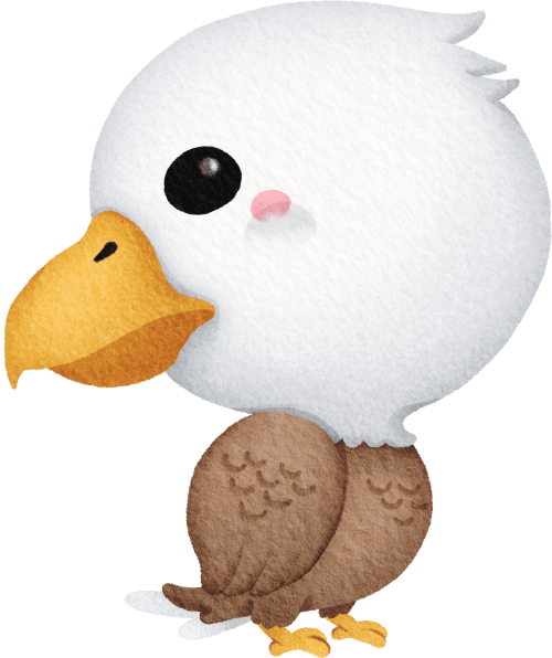 (s419-1-1J) Baby Bald Eagle