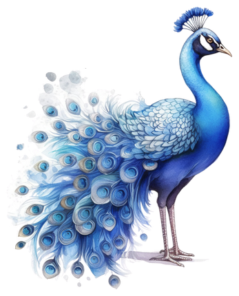 (s043-1-1S) Peacock