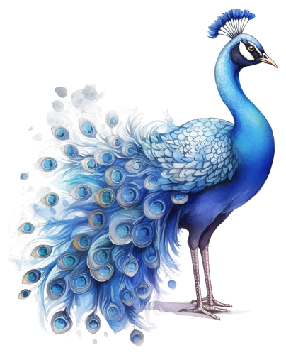 (s043-1-1S) Peacock