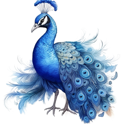 (s043-1-1T) Peacock