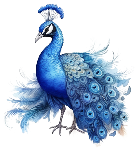 (s043-1-1T) Peacock
