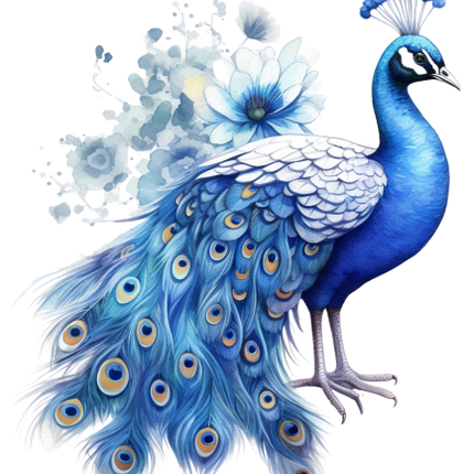 (s043-1-1W) Peacock