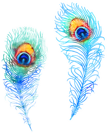 (s043-1-1F) Peacock Feathers