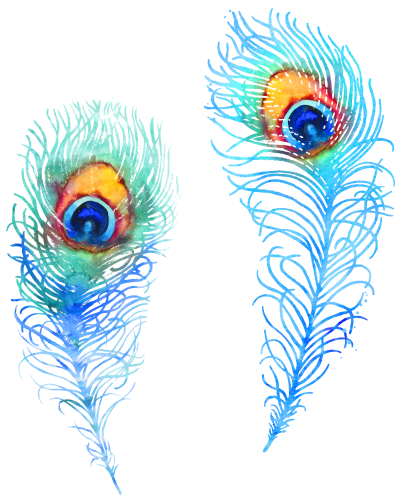 (s043-1-1F) Peacock Feathers