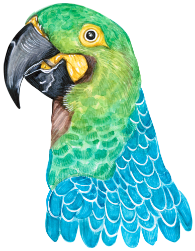 (s053-1-A) Parrot Head