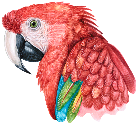 (s053-1-B) Macaw