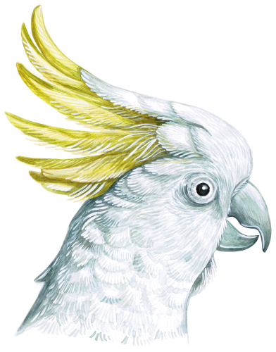 (s053-1-C) Cockatoo Head