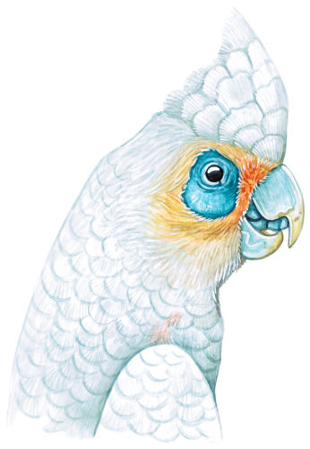 (s053-1-D) Parrot Head