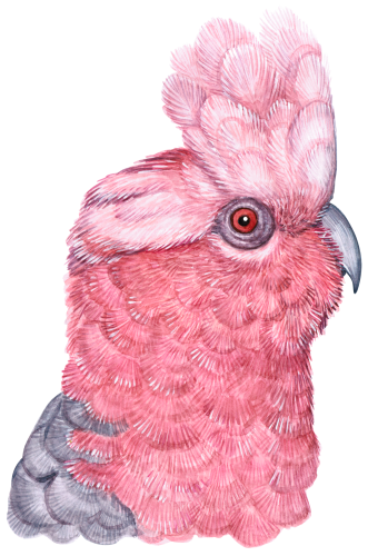 (s053-1-E) Galah Head