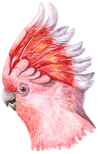 (s053-1-F) Pink Cockatoo Head