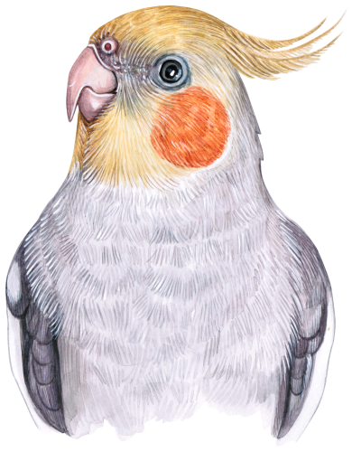 (s053-1-G) Cockatiel Head