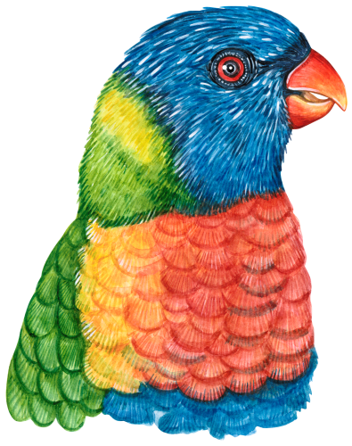 (s053-1-H) Lorikeet Head