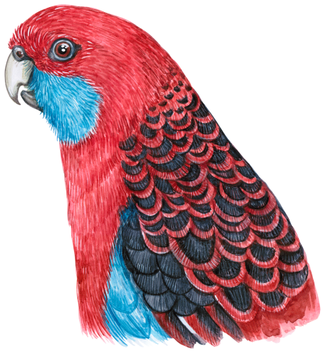 (s053-1-I) Rosella Head