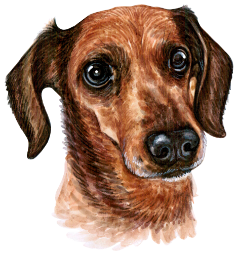 (s053-13-A)  Watercolor Dachsund