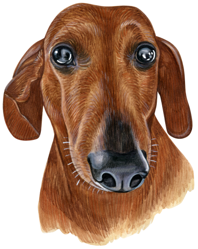 (s053-13-B)  Watercolor Dachsund