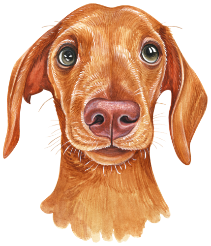 (s053-13-C)  Watercolor Dachsund