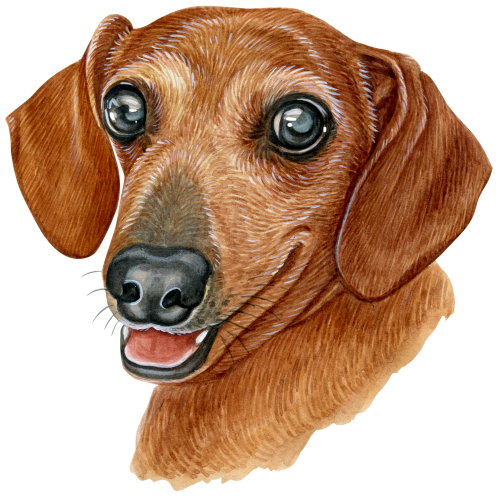 (s053-13-D)  Watercolor Dachsund