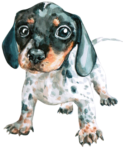 (s053-13-E)  Watercolor Dachsund Puppy