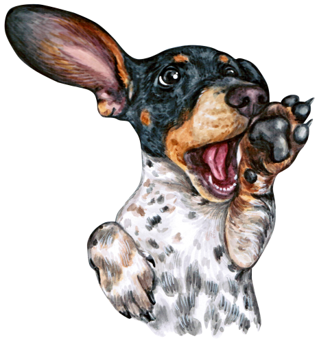 (s053-13-F)  Watercolor Dachsund