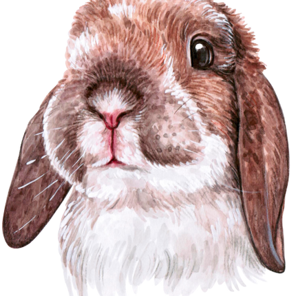(s053-2-A) Watercolor Bunny Rabbit