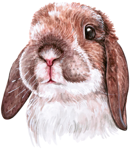 (s053-2-A) Watercolor Bunny Rabbit